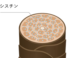 シスチンイメージ