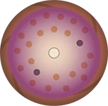 深みのある高発色な色合いを生み出す