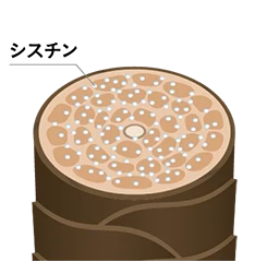シスチンイメージ