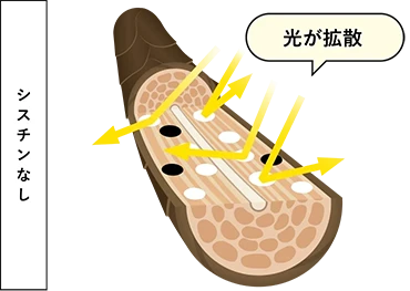 シスチンなしの場合は光が拡散