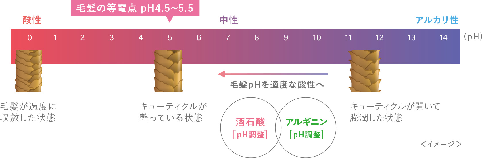 バッファー効果の図